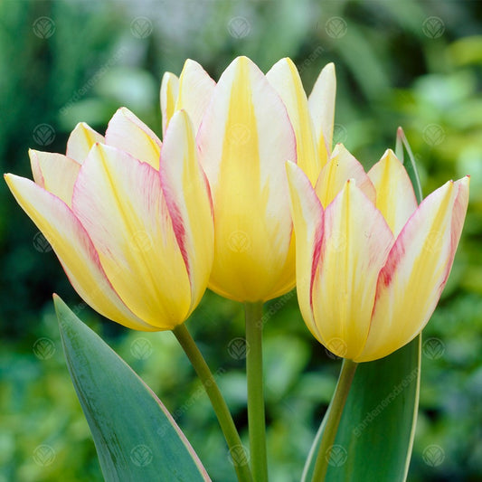 Tulip 'Antoinette'