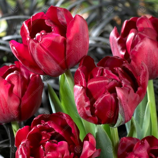 Tulip 'Antraciet'