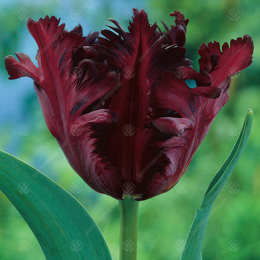 Tulip 'Black Parrot'