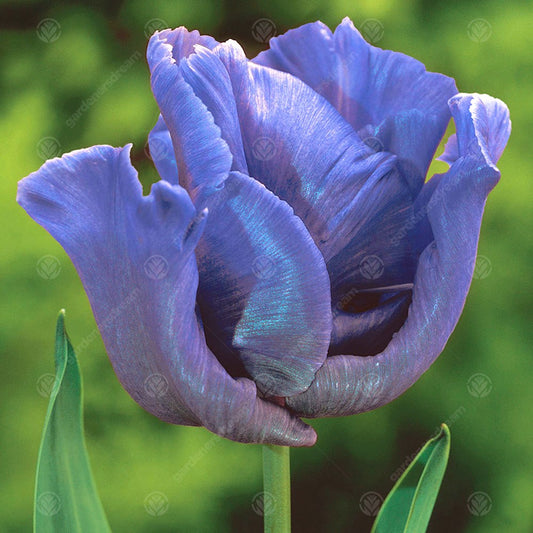 Tulip 'Blue Parrot'