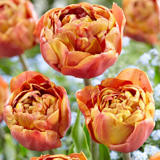 Tulip 'Brownie'