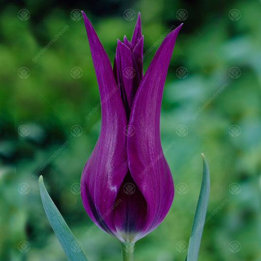 Tulip 'Burgundy'