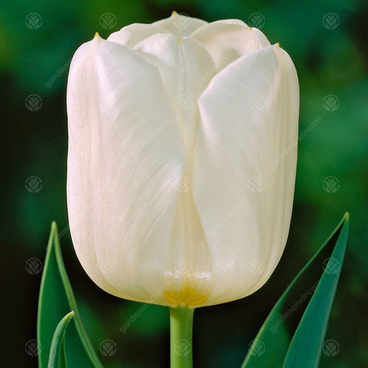 Tulip 'Calgary'