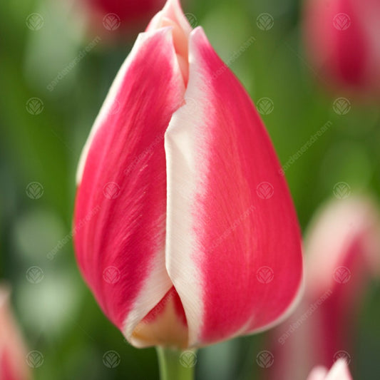 Tulip 'Candy Apple Delight'