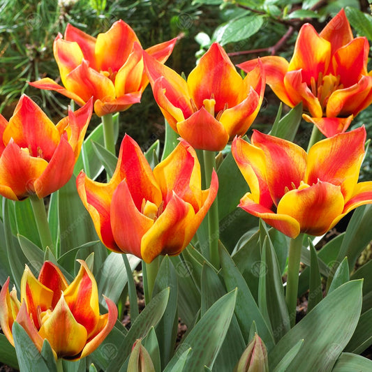 Tulip 'Cape Cod'