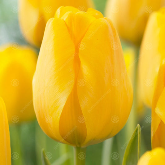 Tulip 'Cream Cocktail'