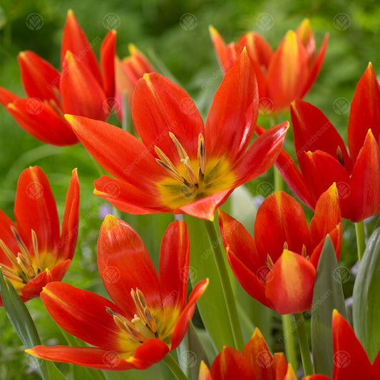 Tulip 'Dancing Fairy'