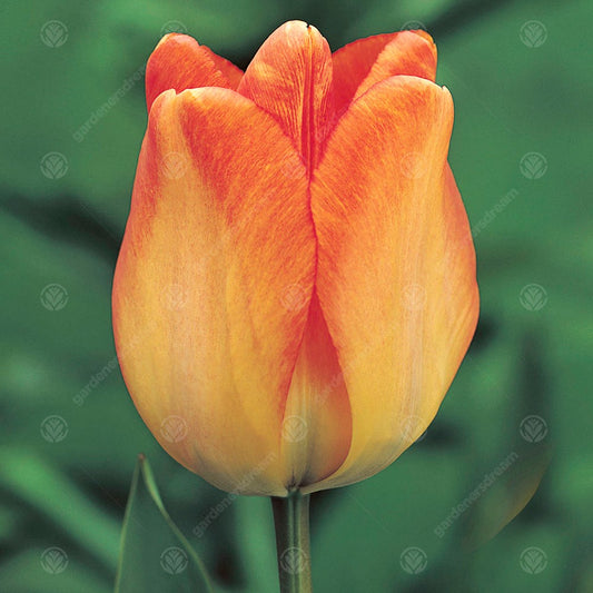 Tulip 'Daydream'