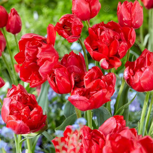 Tulip 'Estatic'