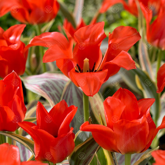 Tulip 'Fire of Love'