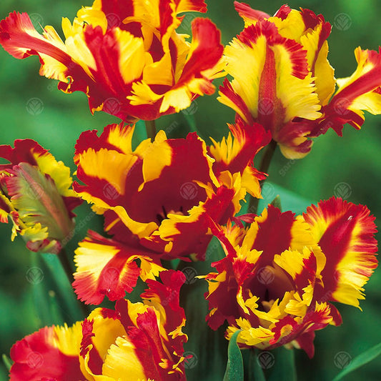 Tulip 'Flaming Parrot'