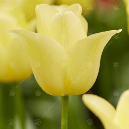 Tulip 'Friendship'