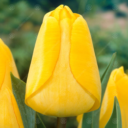 Tulip 'Golden Apeldoorn'