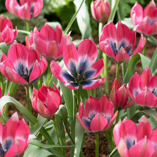 Tulip 'Little Beauty'