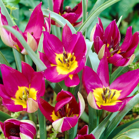 Tulip humilis 'Persian Pearl'