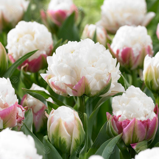 Tulip 'Ice Cream'