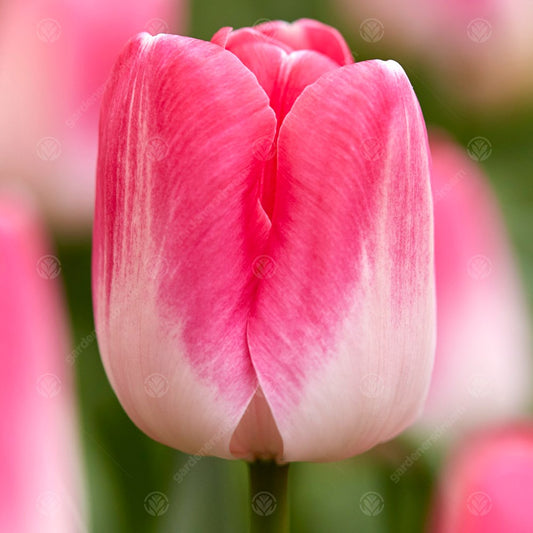 Tulip 'Innuendo'