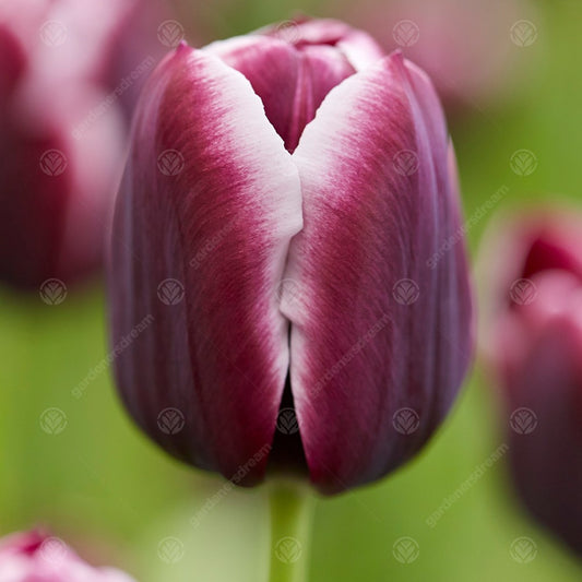 Tulip 'Jackpot'