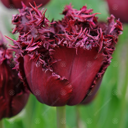 Tulip 'Labrador'