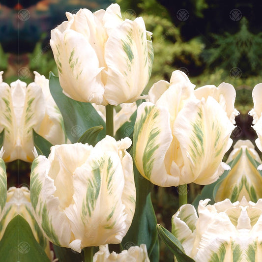 Tulip 'Madonna'