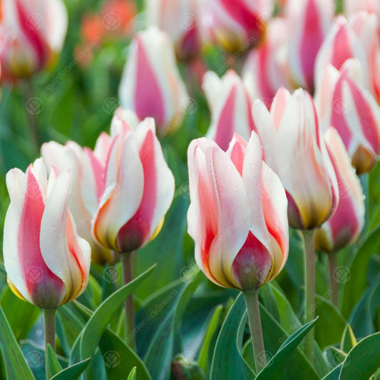 Tulip 'Mary Ann'