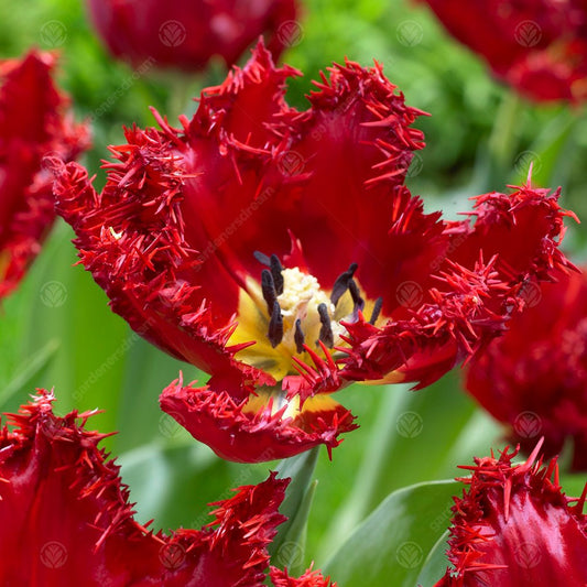 Tulip 'Maywood'