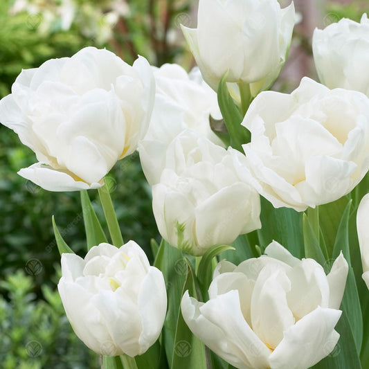 Tulip 'Mondial'