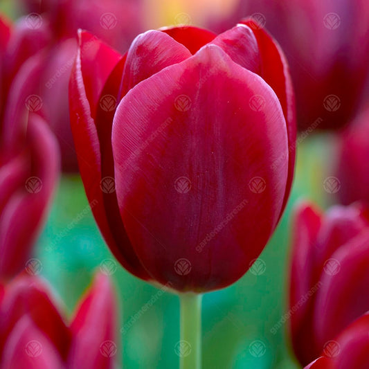 Tulip 'National Velvet'