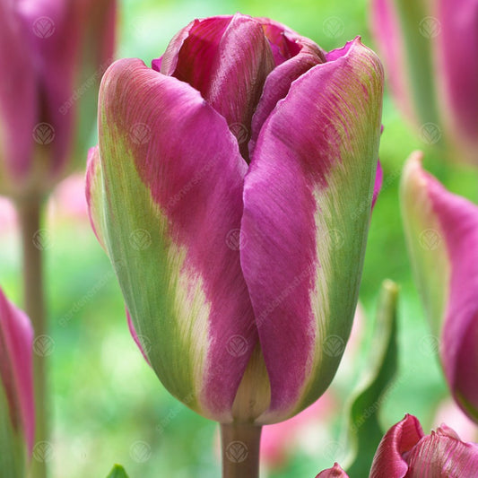 Tulip 'Nightrider'