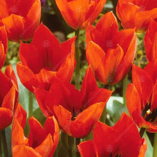 Tulip 'Orange Brilliant'