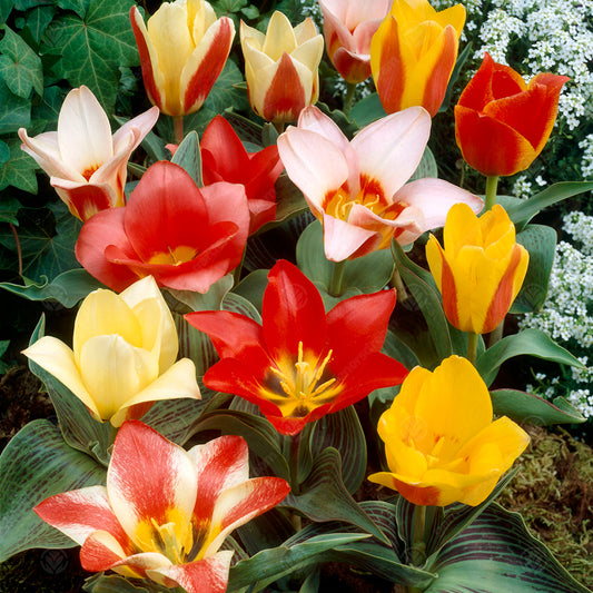 Tulip 'Peacock Mix'