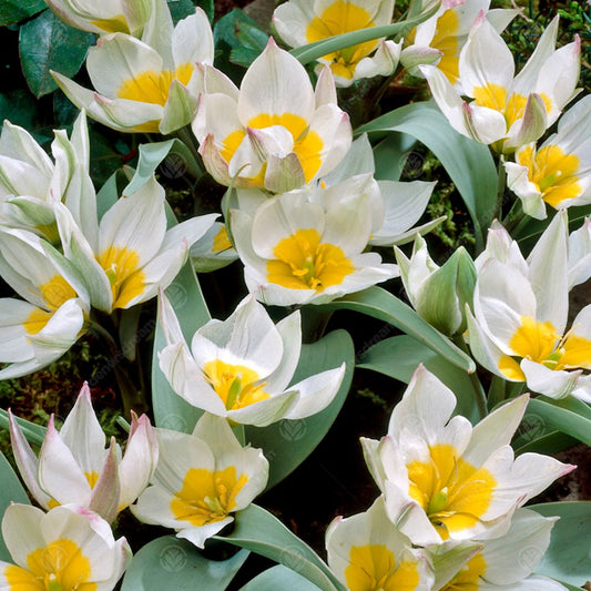 Tulip 'Polychroma'