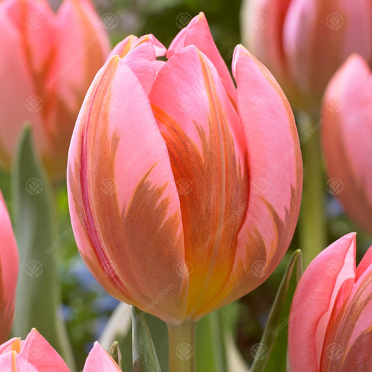 Tulip 'Pretty Princess'