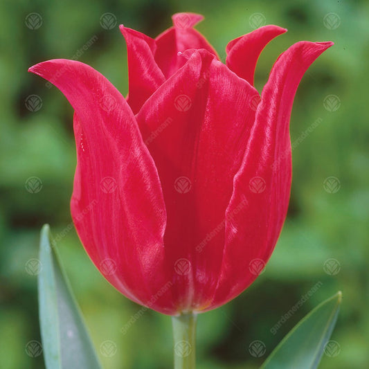 Tulip 'Pretty Woman'