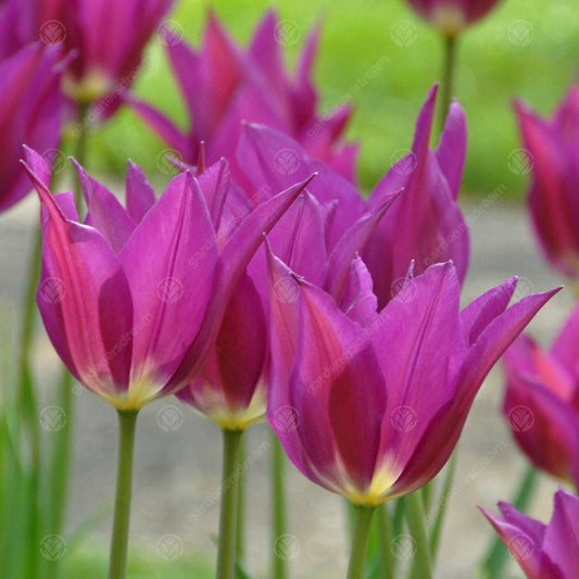 Tulip 'Purple Doll'