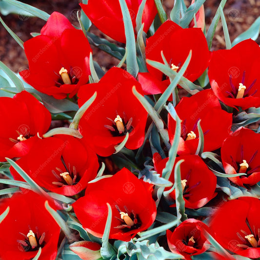 Tulip linifolia 'Red Hunter'