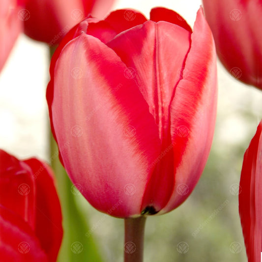 Tulip 'Red Impression'