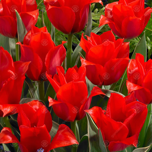 Tulip 'Rob Verlinden'