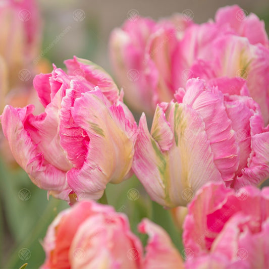 Tulip 'Salmon Parrot'