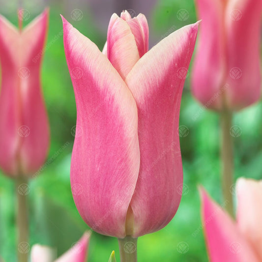 Tulip 'Sanne'