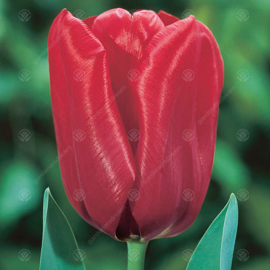 Tulip 'Seadov'