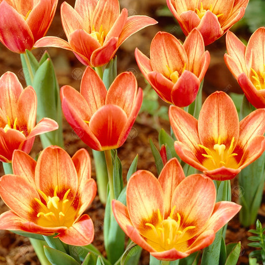 Tulip 'Shakespeare'