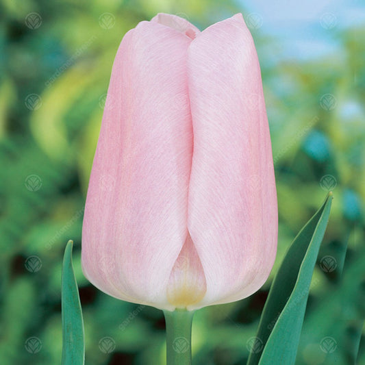 Tulip 'Synaeda Amor'