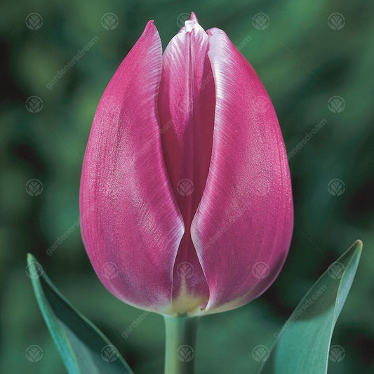 Tulip 'Synaeda Blue'