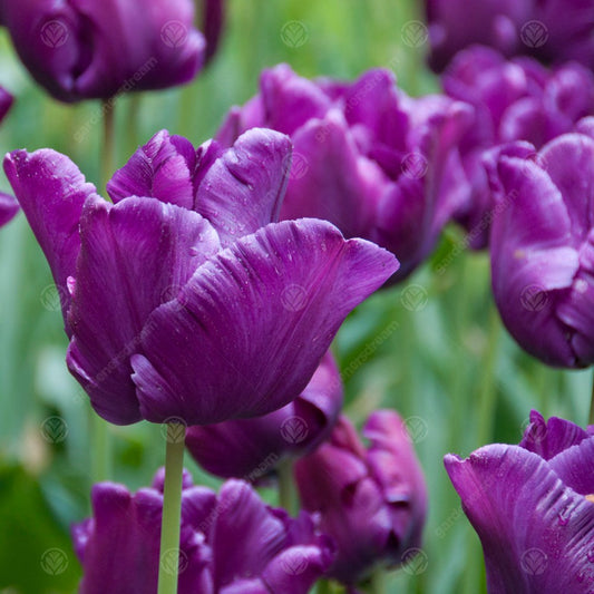 Tulip 'Victoria's Secret'