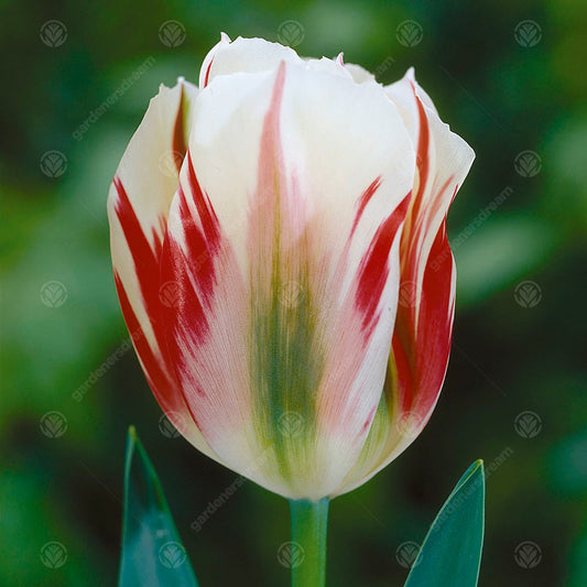 Tulip 'Flaming Spring Green'