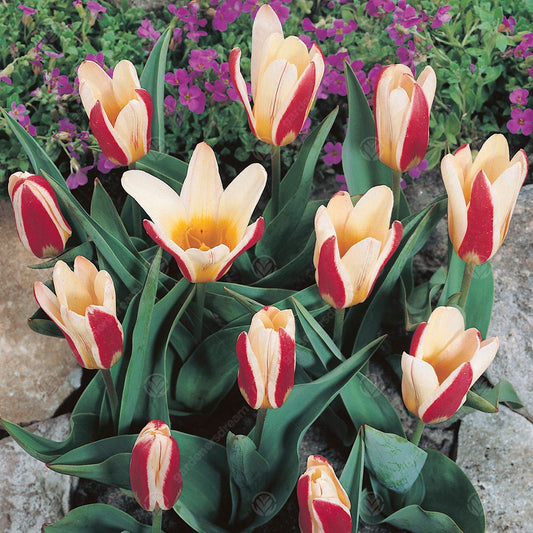 Tulip 'Water Lily'