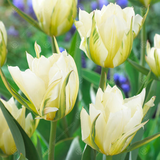 Tulip 'White Valley'