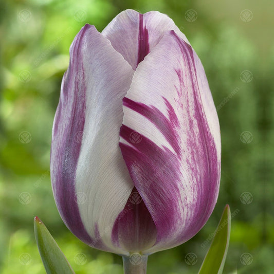 Tulip 'Zurel'