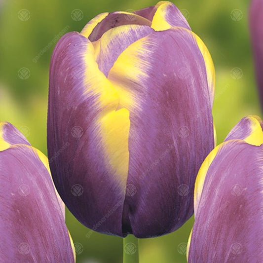 Tulip 'Arabian Beauty'